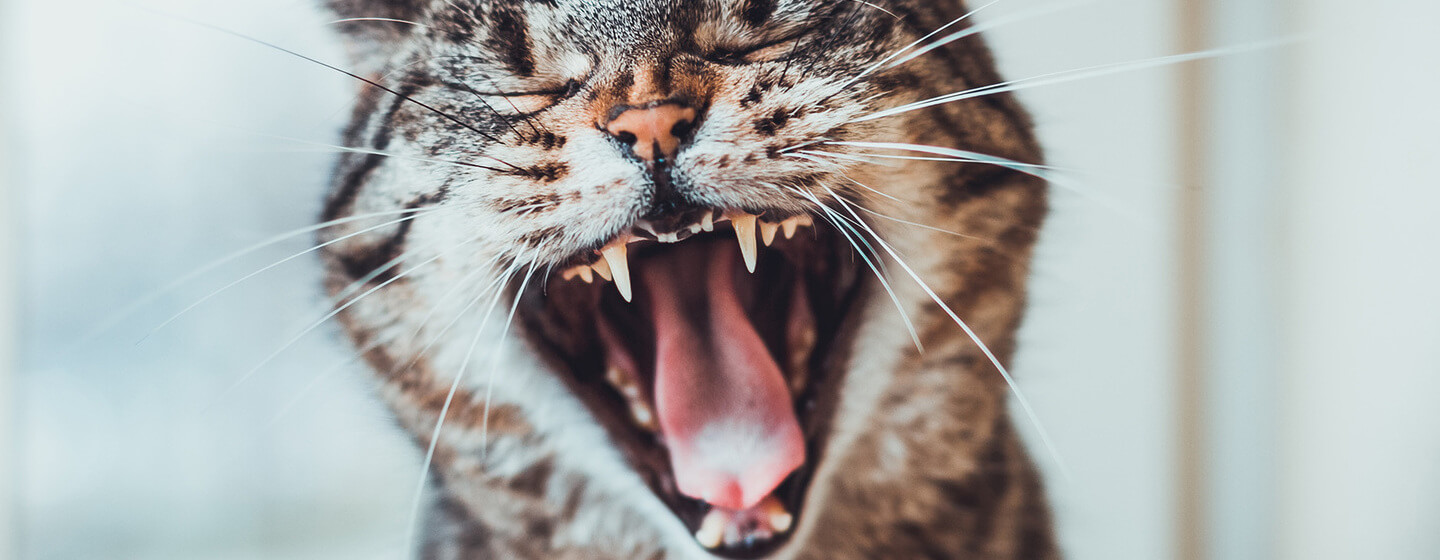 Cat teeth discount